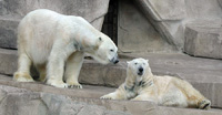 polar bears